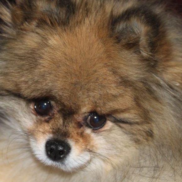 Meet your Posher, Jennifer - Picture 1 of 1